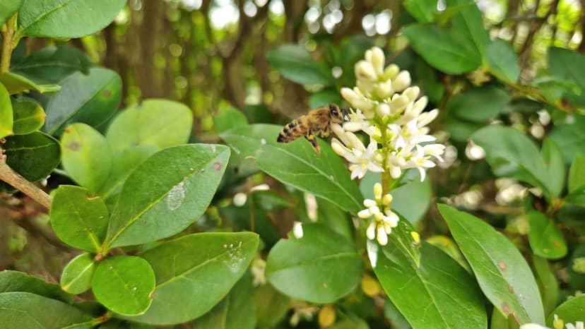 Beutet die Imkerei die Bienen aus?