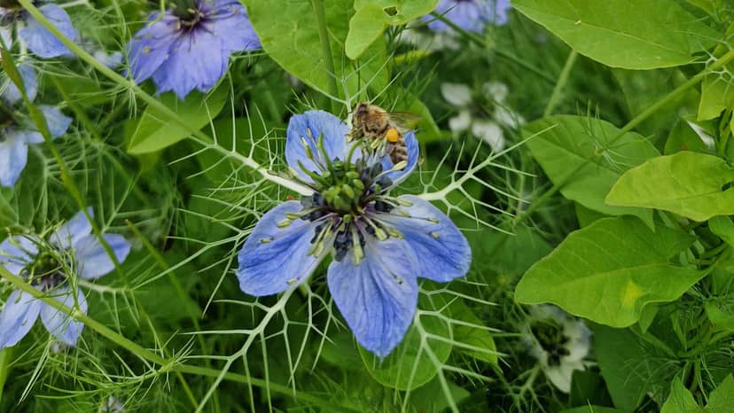 Hat Honig ein Ablaufdatum?