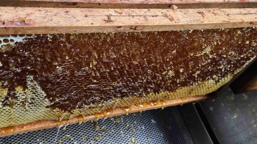 Wie viel Honig kann man aus einem Bienenstock gewinnen?