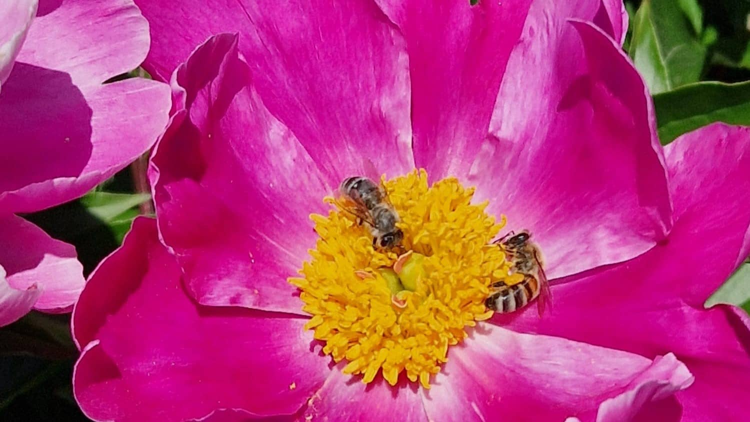 Honigbiene sitzt auf einer pinken Blüte und sammelt Nektar
